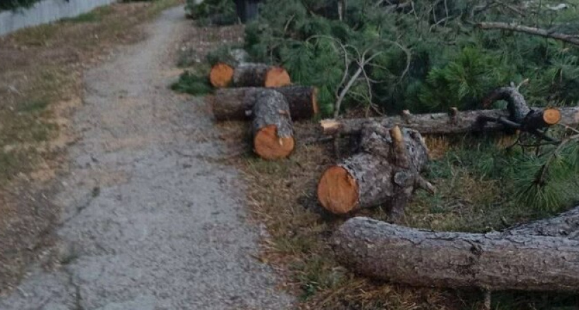 Вместо аллеи - столбы: в Новороссийске вырубили еловые деревья на Анапском шоссе