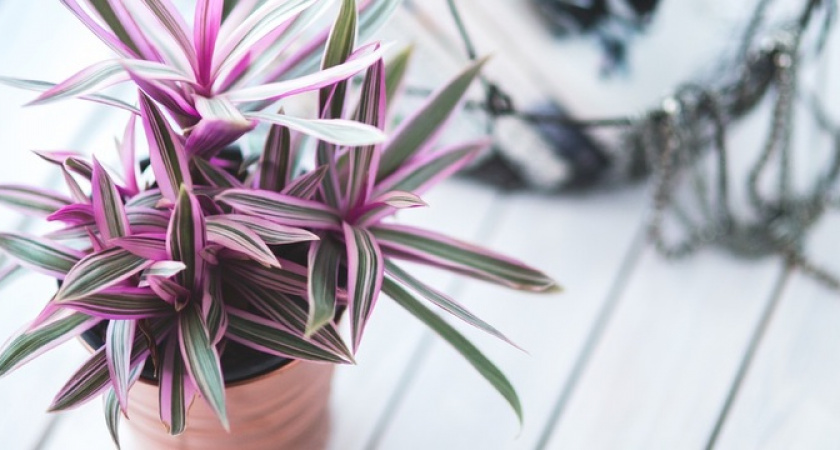 Химия не понадобится: как отвадить насекомых от комнатных растений — мошки не вернутся