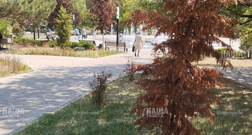 «Земля аж потрескалась!»: в сквере Чайковского в Новороссийске от жары и недостаточного полива засыхают растения