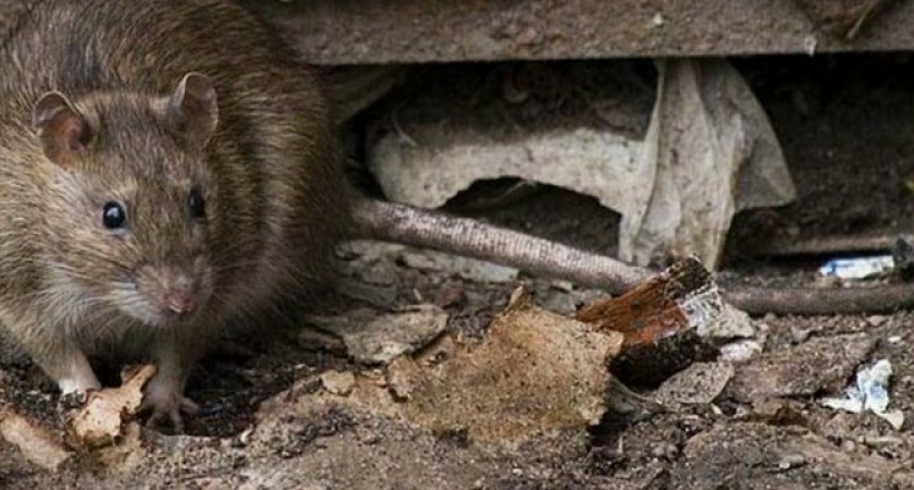 Жирные крысы гуляют по дворам в Новороссийске: контейнерные площадки превратились в свалку