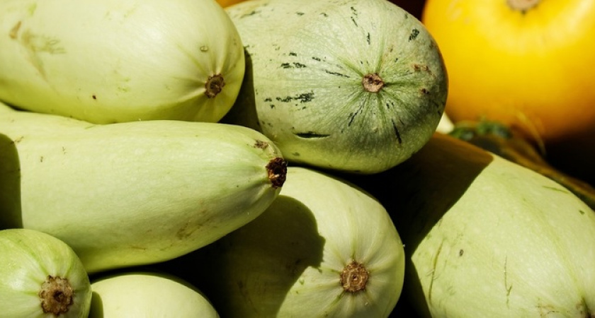 Богатый урожай гарантирован: всего 30 капель этого средства – и кабачки начнут плодоносить