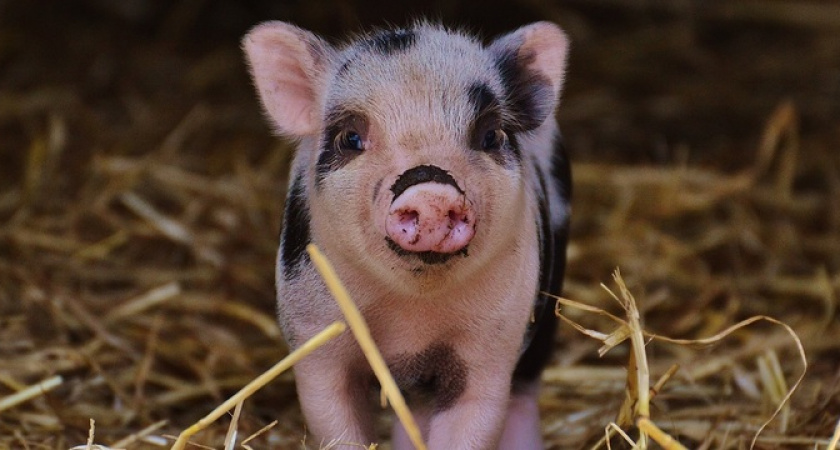 На Кубани зафиксирована вспышка африканской чумы