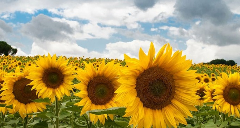Смело берите это подсолнечное масло - из отборных семян: Роскачество провело новое исследование 