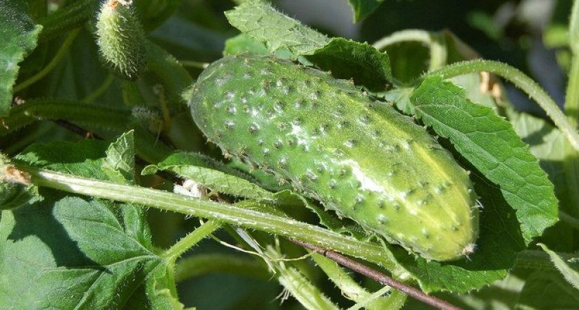 Мучнистая роса исчезнет за ночь: хитроумные дачники опрыскивают огурцы только этим 
