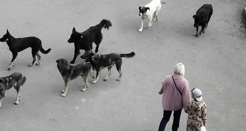 Еле отбились: под Новороссийском бродячая собака напала на женщину с ребёнком