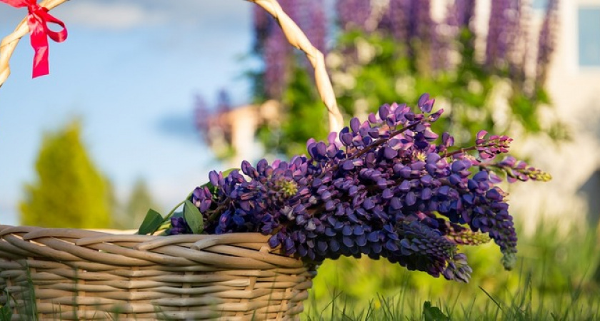 Новые штрафы для дачников: за разведение костра и мусор на участке накажут 