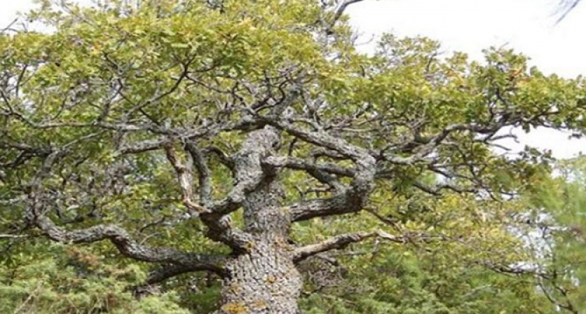 Гуляем по окрестностям Новороссийска без страха заблудиться: маршрут по заповеднику «Мысхако» теперь на картах в интернете