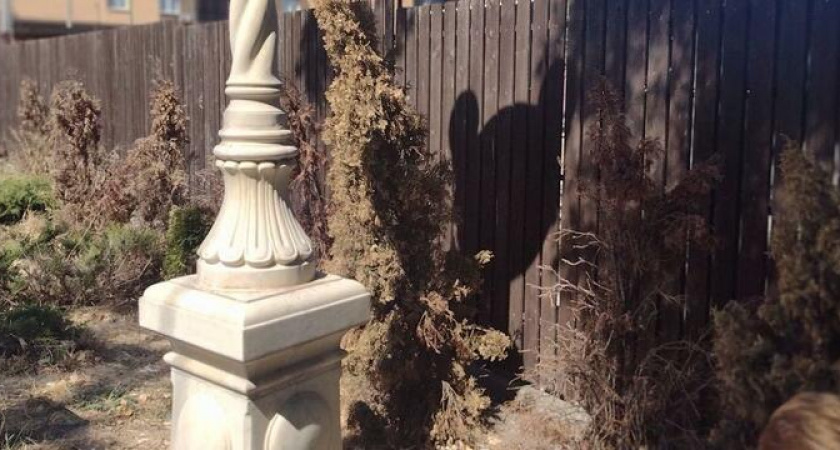 В новороссийских скверах гибнут деревья 