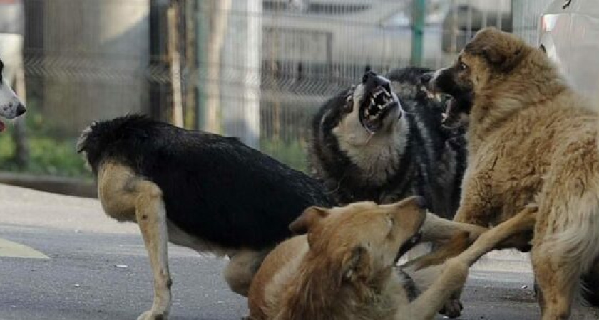 В Новороссийске бездомные собаки нападают на детей, идущих в школу