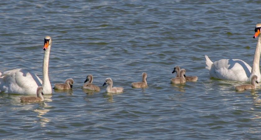 "Они сами справятся!": новороссийцев просят не кормить лебединое семейство в Суджукской лагуне Новороссийска
