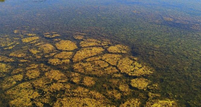 В Новороссийске на Козодоевских озерах гибнет рыба и страдают черепахи