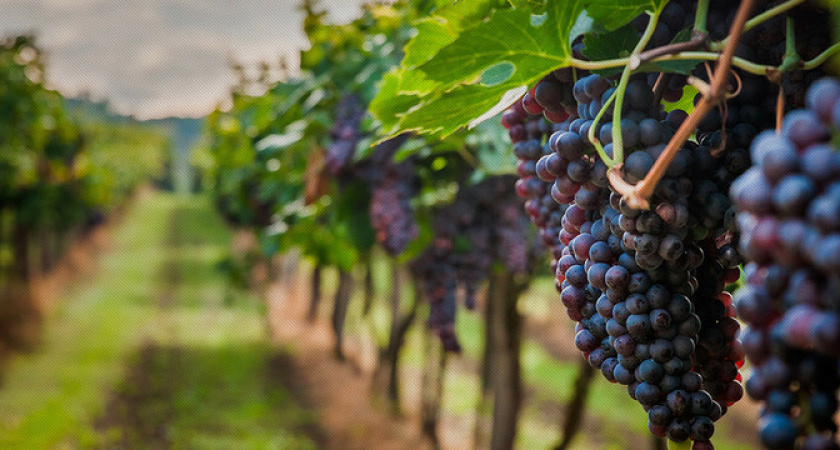 Пятидневное путешествие с комфортом по виноградникам и винодельням Тамани и Новороссийска обойдется туристам из столицы почти в 200 тысяч рублей