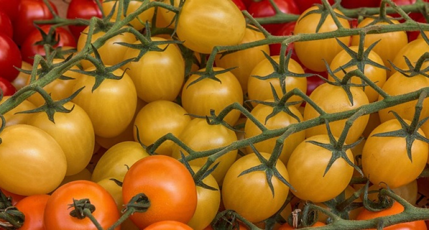 Всё о правильной обработке томатов йодом для их здоровья и продуктивности 