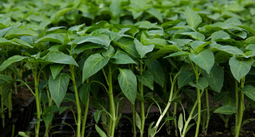 Не пропустите эти 7 дней марта:  когда лучше всего сажать томат, перец и баклажан 