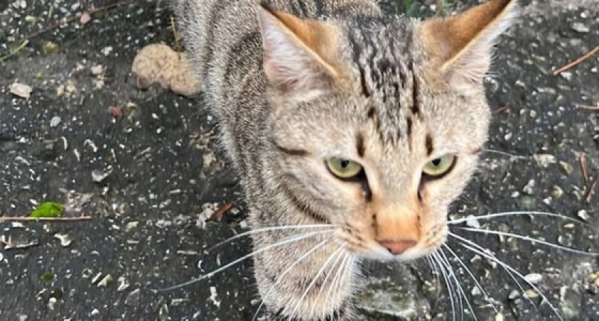 В Новороссийске спасатели в седьмой раз сняли с дерева одного и того же кота