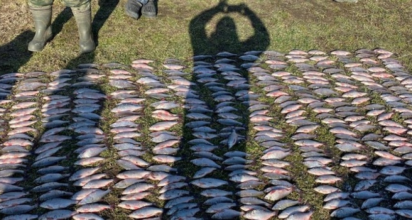 Браконьеры поймали сетями более 900 экземпляров рыб почти на один миллион рублей