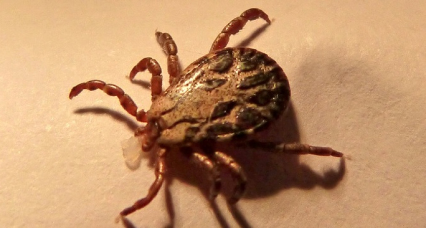 Клещи разбегутся в разные стороны: опрыскайте одежду этим копеечным раствором