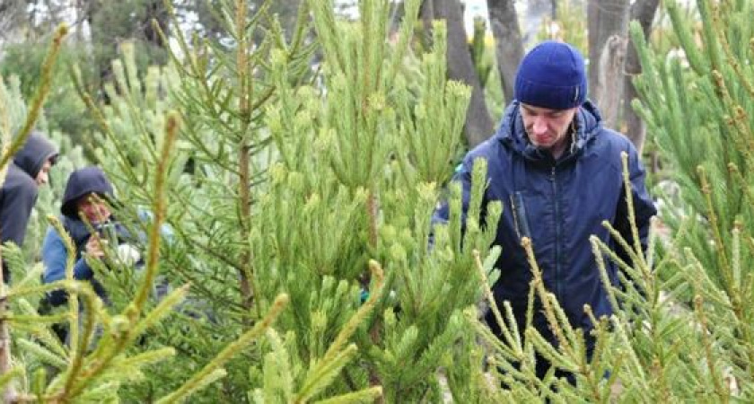 Пышные красавицы на Новый год: адреса всех елочных базаров Новороссийска 