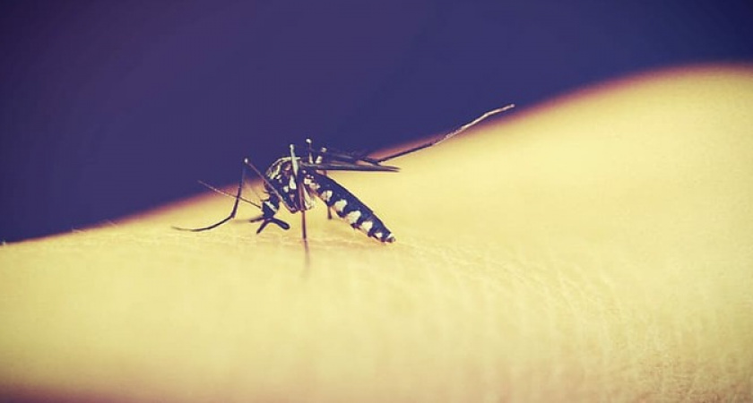 Ученые рассказали, кого чаще всего кусают комары 