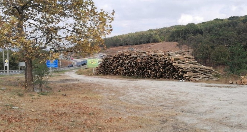 Под Новороссийском в районе Волчьих ворот началась массовая вырубка леса