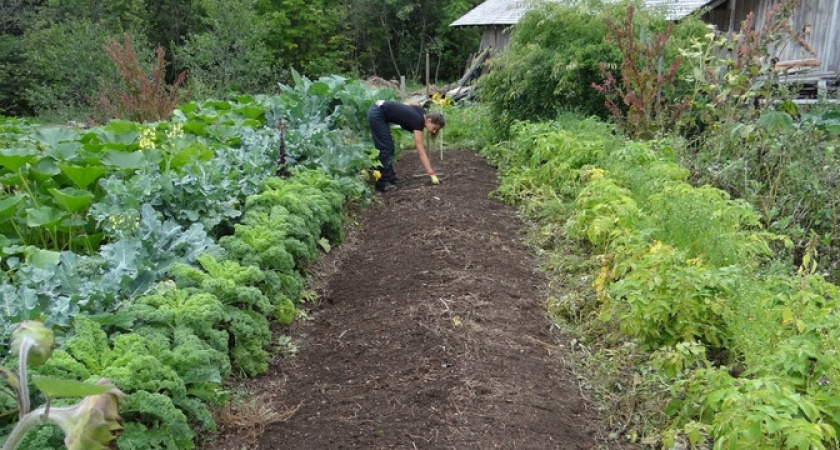 Богатый урожай: топ-3 эффективных подкормок для вашего огорода