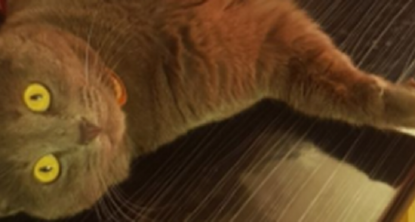 Пропал Миша!!! Новороссийцы предлагают вознаграждение 20 тысяч рублей за кота