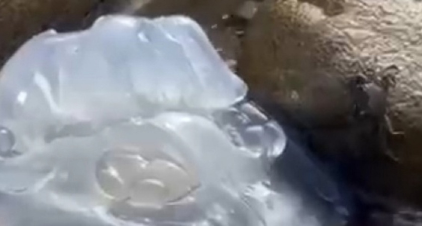 В Широкой Балке под Новороссийском замечены гигантские медузы