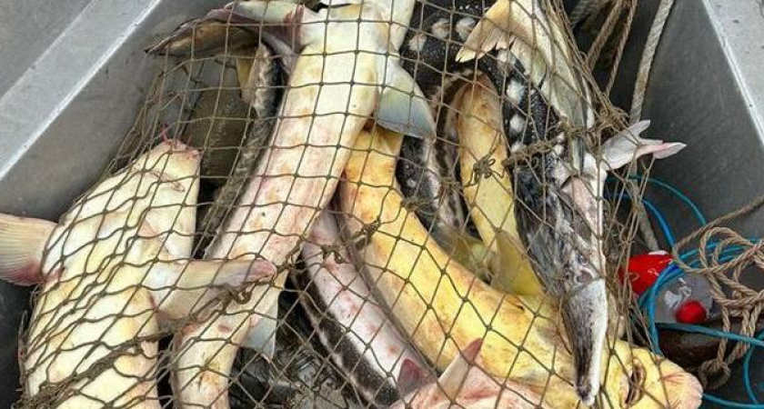 Житель Ейского района выловил семь краснокнижных рыб в Азовском море