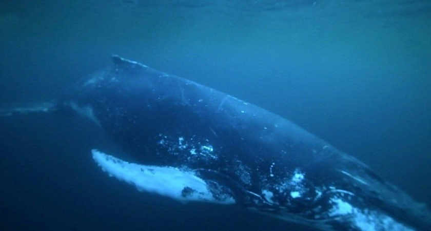 Ради эффектных снимков: фотограф из Новороссийска нырял в ледяную воду и снимал китов