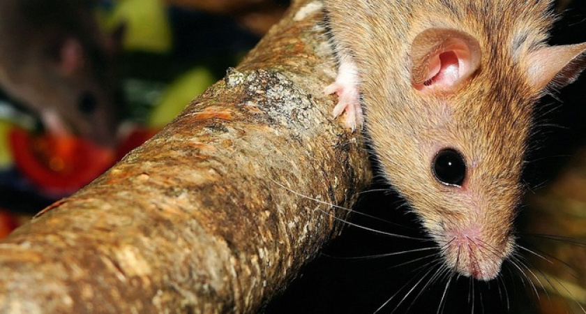 Натуральные способы избавиться от мышей на даче: травы против грызунов