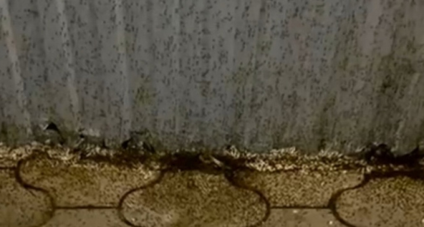 Нашествие комаров на пляже Алексино в Новороссийске: они покрывают все поверхности