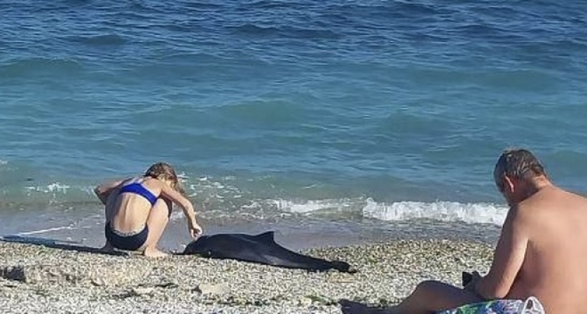 В Новороссийске дети игрались выброшенным на берег дельфинëнком