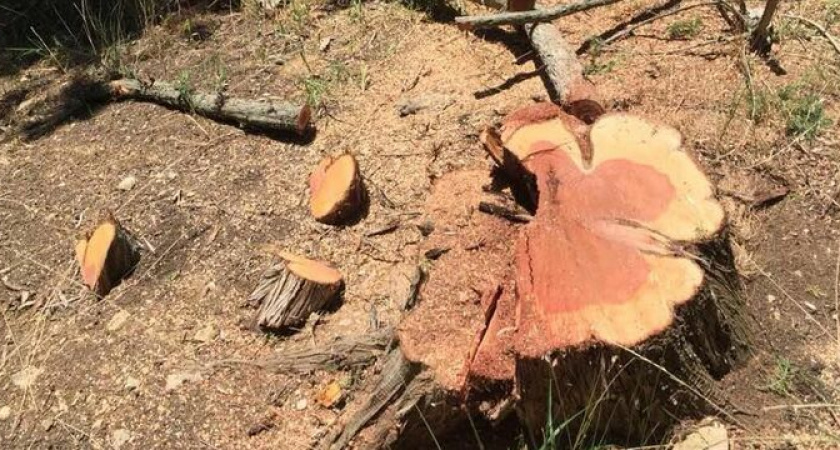 Природное достояние под угрозой: под Новороссийском из-за прокладки новой ветки водовода вырубят около 5,5 тысяч редких деревьев