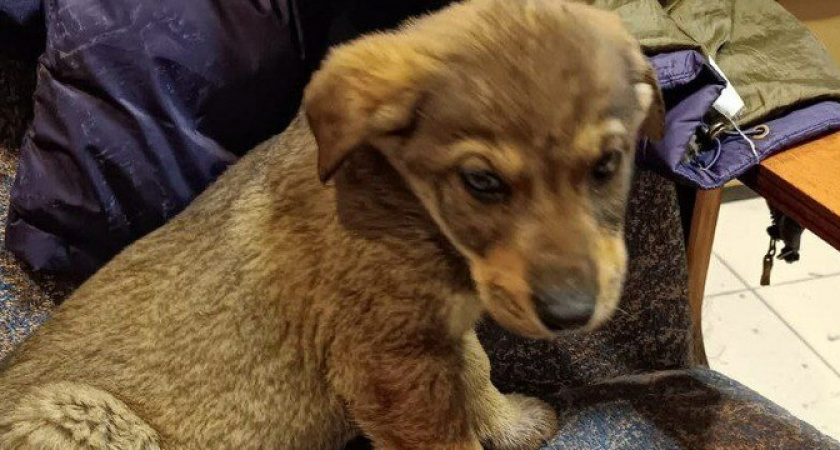 В Новороссийске водитель авто выбросил щенков на помойку и скрылся 