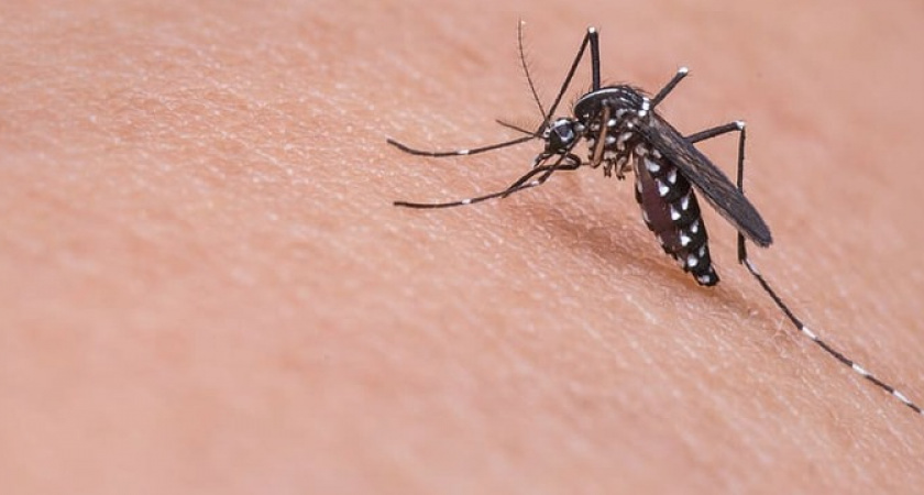 Ученые выяснили, каких людей чаще всего кусают комары 