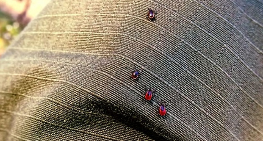 Клещи боятся как огня: копеечное средство, а защищает лучше магазинного аэрозоля