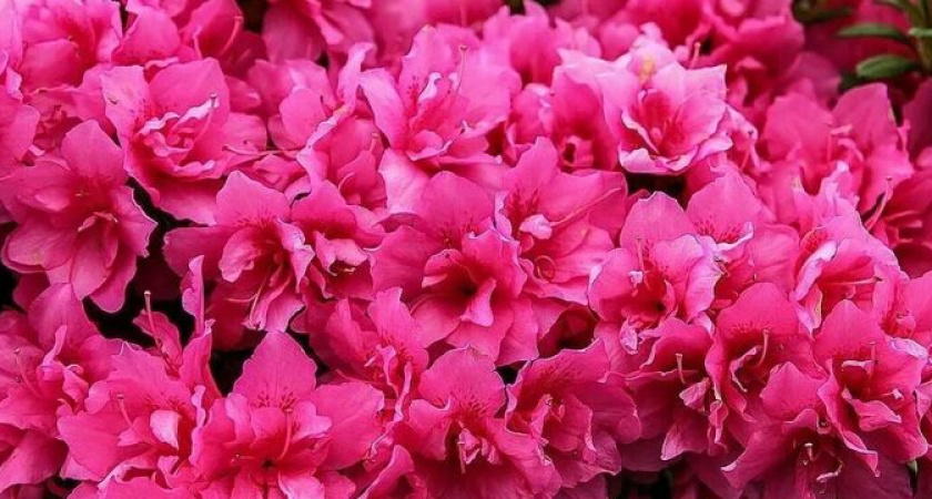 Убийца в горшке: почему эти популярные комнатные растения нельзя держать дома