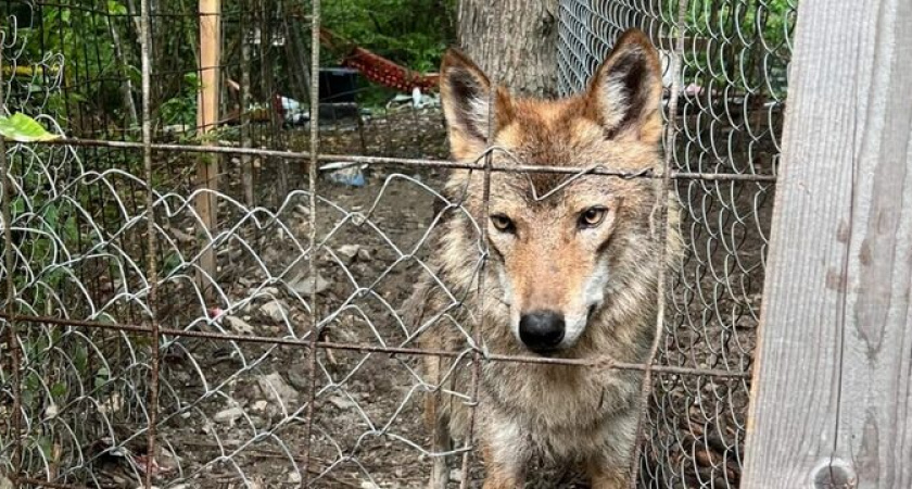 «Волков кормят?»: владелица вольера прокомментировала ситуацию с голодающими животными в Новороссийске 