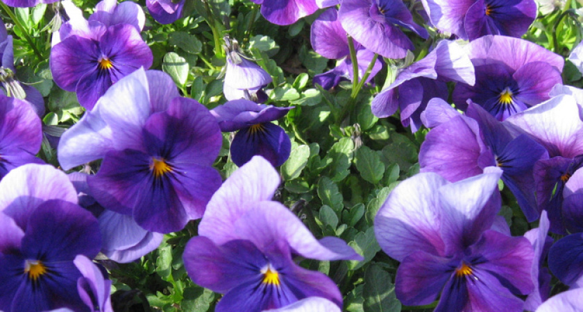 Всего 1 ложка на горшок. Даже прихотливая фиалка завалит вас бутонами на целый год