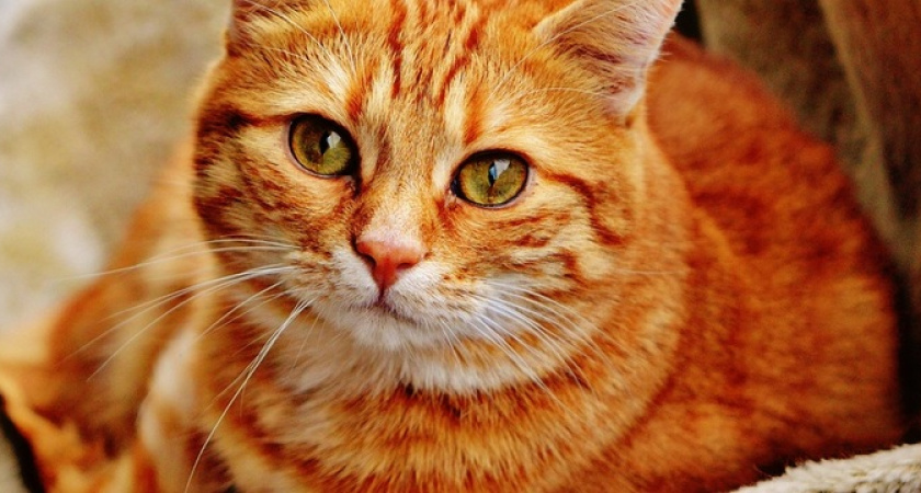 Обязательно делайте это с кормом перед тем, как давать кошке: важный совет ветеринара