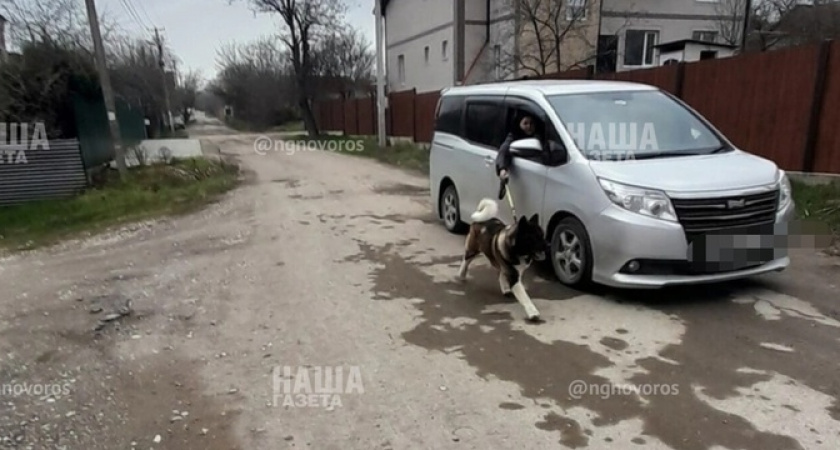 Под Новороссийском автоледи выгуливает собаку за рулем автомобиля