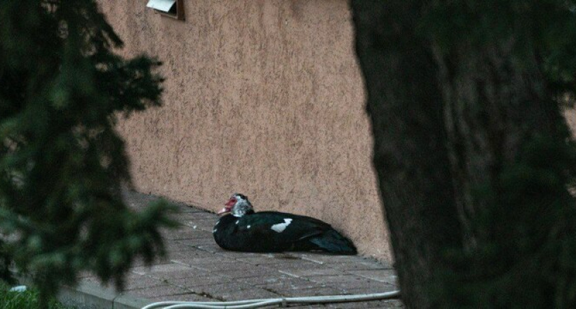 Пост юмора: в администрацию Новороссийска подкинули утку 