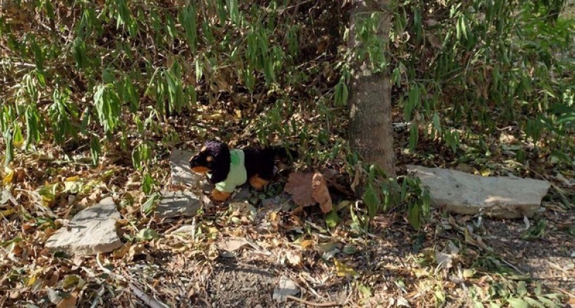 Дендропарк Новороссийска: место отдыха или скрытое кладбище для питомцев?