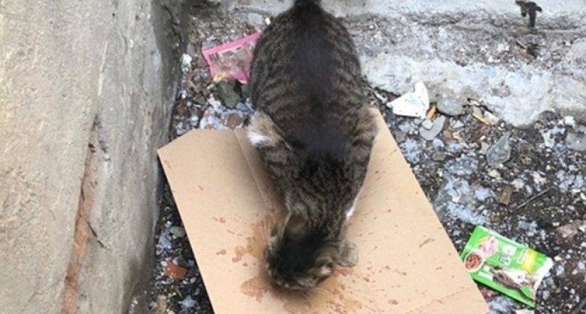 Добрая история: новороссийцы спасли котиков из заточения в подвале