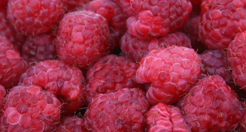 Шикарное удобрение: насыпьте под кусты малины в мае