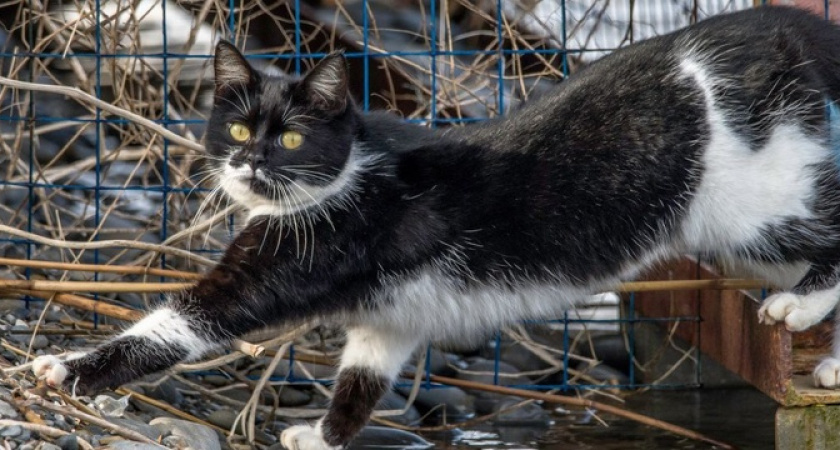 Кот-руфер, кот-охотник и кот-попугай: милая подборка новороссийских мурлык 