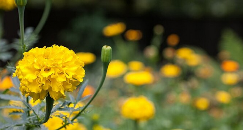 Власти Новороссийска потратят 2,4 миллиона рублей на саженцы и рассаду