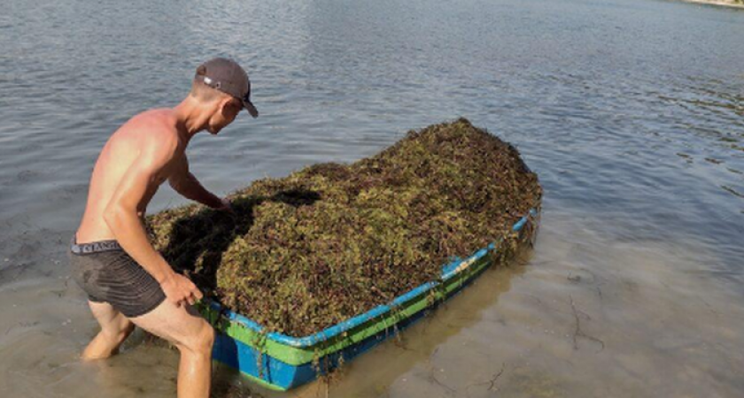Озеро Абрау под Новороссийском чистят от зарослей: растительность вывозят лодками