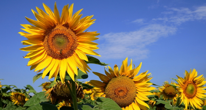 Почти полмесяца выходных: в июне будем отдыхать по-новому