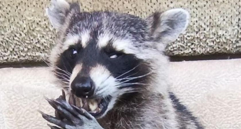 Анапские волонтеры выходили слепого и глухого енота Славика из Абрау-Дюрсо под Новороссийском